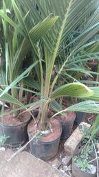 https://img.olx.com.br/thumbs256x256/84/842084222450266.jpg