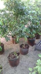 https://img.olx.com.br/thumbs256x256/84/843002009099971.jpg