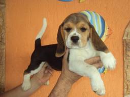 Título do anúncio: Lindas filhotes de beagle fêmea com pedigree, vacina e microchip