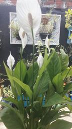 Título do anúncio: Lírio Branco - Plantas ornamentais.