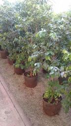 https://img.olx.com.br/thumbs256x256/84/845002009797840.jpg