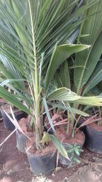 https://img.olx.com.br/thumbs256x256/84/845094468406794.jpg