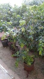 https://img.olx.com.br/thumbs256x256/84/846002006741468.jpg