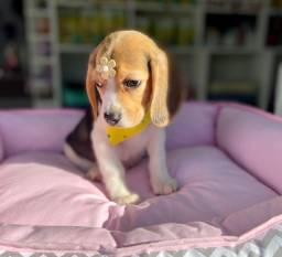 Título do anúncio: Beagle femea muito linda