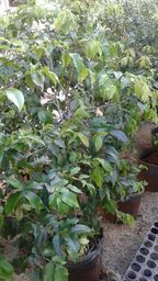 https://img.olx.com.br/thumbs256x256/84/849002000731734.jpg