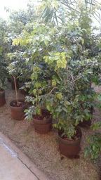 https://img.olx.com.br/thumbs256x256/84/849002001715432.jpg