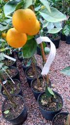 Título do anúncio: Mudas de limão laranja com fruta 