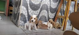 https://img.olx.com.br/thumbs256x256/84/849538633358939.jpg