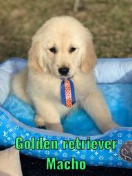 Título do anúncio: Filhote de Golden retriever excelente companheiro 