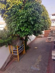 https://img.olx.com.br/thumbs256x256/85/851584883631161.jpg