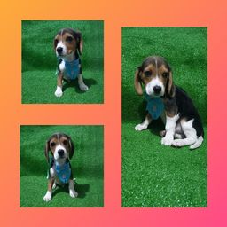 Título do anúncio: Macho de beagle 13 polegadas último 