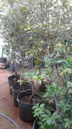 https://img.olx.com.br/thumbs256x256/85/853079793810101.jpg