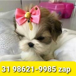 Título do anúncio: Canil em BH Cães Filhotes Shihtzu Maltês Poodle Basset Lhasa Yorkshire 