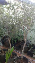 https://img.olx.com.br/thumbs256x256/85/855096674878144.jpg