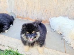 https://img.olx.com.br/thumbs256x256/85/857524664164391.jpg