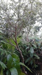 https://img.olx.com.br/thumbs256x256/85/858071919613815.jpg