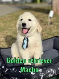 Título do anúncio: golden retriever 