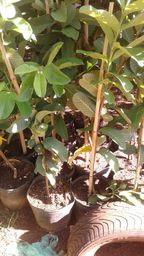 https://img.olx.com.br/thumbs256x256/86/860030228793627.jpg