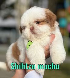 Título do anúncio: Shihtzu macho disponível venha nos visitar 
