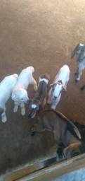 Título do anúncio: 3 cabras e seis filhotes 