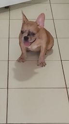 https://img.olx.com.br/thumbs256x256/86/861510510781938.jpg