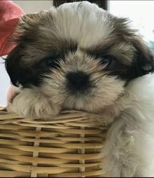 Shih tzu lindos bebês
