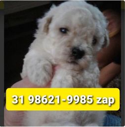 Título do anúncio: Filhotes Miniaturas Cães BH Poodle Lhasa Beagle Maltês Shihtzu Yorkshire Basset 