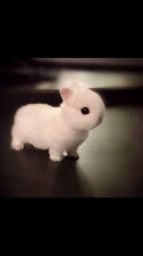 Título do anúncio: Filhotes coelhos (menor do mundo) Netherland mini anão
