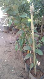 https://img.olx.com.br/thumbs256x256/86/864052343349881.jpg