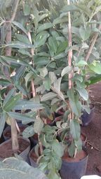 https://img.olx.com.br/thumbs256x256/86/864064469385084.jpg