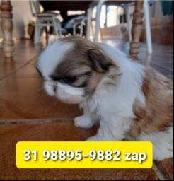 Título do anúncio: Filhotes Cães em BH Líder Shihtzu Maltês Lhasa Basset Beagle Pug Yorkshire 