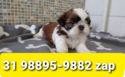 Título do anúncio: Canil Filhotes Pet Cães em BH Shihtzu Lhasa Basset Beagle Poodle Yorkshire Maltês 