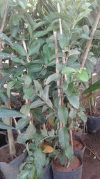 https://img.olx.com.br/thumbs256x256/86/867010223167062.jpg