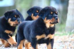 Título do anúncio: Rottweiler filhotes com pedigree