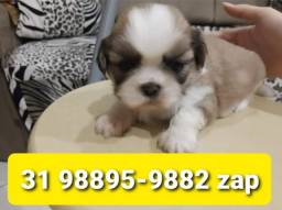 Título do anúncio: Filhotes Cães em BH Premium Lhasa Maltês Basset Beagle Shihtzu Yorkshire Poodle 