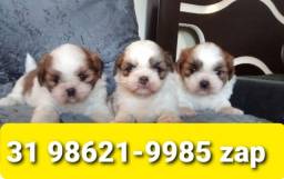 Título do anúncio: Canil Os Melhores Filhotes Cães BH Lhasa Basset Poodle Beagle Yorkshire Shihtzu Maltês 