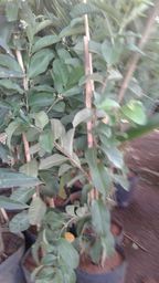 https://img.olx.com.br/thumbs256x256/86/868017464670346.jpg