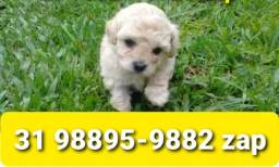 Título do anúncio: Canil Filhotes Cães Top em BH Poodle Lhasa Basset Maltês Shihtzu Yorkshire Pug 