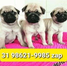 Título do anúncio: Canil Especializado Cães Filhotes BH Pug Lhasa Yorkshire Maltês Poodle Beagle Basset  