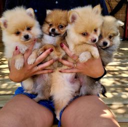 https://img.olx.com.br/thumbs256x256/87/873501547837633.jpg