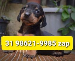 Título do anúncio: Canil Lindos Filhotes Cães BH Basset Poodle Lhasa Yorkshire Shihtzu Maltês Beagle Pug 