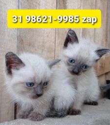 Título do anúncio: Gatil em BH Maravilhosos Filhotes de Gatos Siamês Persa ou Angora 
