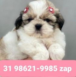 Título do anúncio: Canil em BH Filhotes Cães Shihtzu Maltês Beagle Poodle Basset Lhasa Yorkshire 