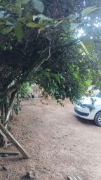 https://img.olx.com.br/thumbs256x256/87/878515262069964.jpg