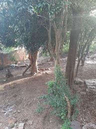 https://img.olx.com.br/thumbs256x256/88/880214519272003.jpg