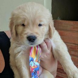 golden retriever images golden retriever images