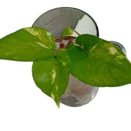 https://img.olx.com.br/thumbs256x256/88/881616666428139.jpg