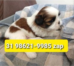Título do anúncio: Canil Filhotes Pet Cães BH Lhasa Maltês Shihtzu Yorkshire Poodle Beagle 