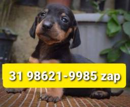Título do anúncio: Canil Filhotes Cães em BH Basset Poodle Shihtzu Beagle Lhasa Maltês Yorkshire 