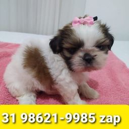 Título do anúncio: Canil Filhotes Pet Cães BH Shihtzu Lhasa Maltês Poodle Beagle Yorkshire 